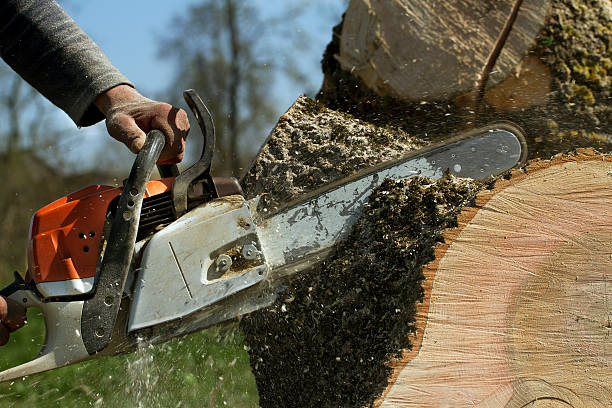 Reliable Oakland, CA Tree Removal Solutions